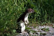 Caccia e fauna selvatica